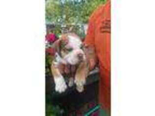Olde English Bulldogge Puppy for sale in Davison, MI, USA