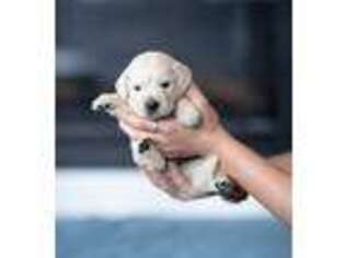 Mutt Puppy for sale in Bismarck, AR, USA