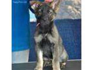 German Shepherd Dog Puppy for sale in Nisland, SD, USA