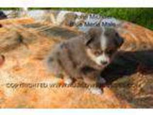 Miniature Australian Shepherd Puppy for sale in Owensboro, KY, USA