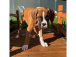 Boxer Puppy for sale in New City, NY, USA