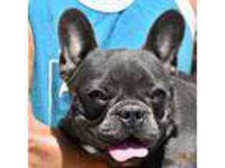 French Bulldog Puppy for sale in Coleman, OK, USA