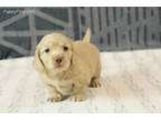 Dachshund Puppy for sale in Seattle, WA, USA