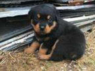 Rottweiler Puppy for sale in Canmer, KY, USA