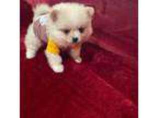 Pomeranian Puppy for sale in Lawrenceville, GA, USA