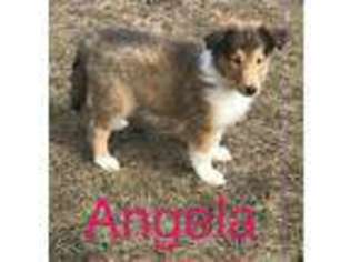 Collie Puppy for sale in Morocco, IN, USA