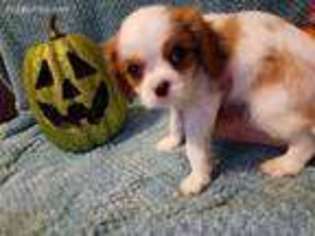 Cavalier King Charles Spaniel Puppy for sale in Fishers, IN, USA