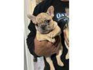 French Bulldog Puppy for sale in Lake Elsinore, CA, USA