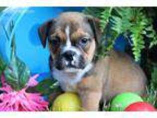 Miniature Bulldog Puppy for sale in Baltic, OH, USA
