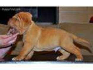 American Bull Dogue De Bordeaux Puppy for sale in Brooklyn, NY, USA