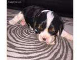 Cavalier King Charles Spaniel Puppy for sale in Lone Jack, MO, USA