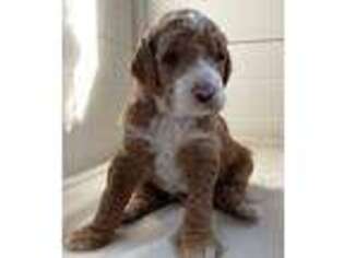 Goldendoodle Puppy for sale in Newaygo, MI, USA