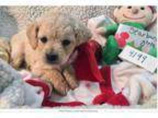 Goldendoodle Puppy for sale in Great Neck, NY, USA