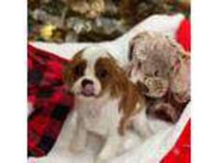 Cavalier King Charles Spaniel Puppy for sale in Midland, GA, USA