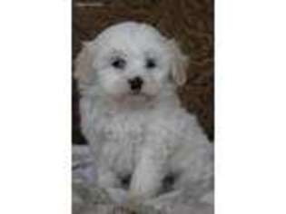 Maltipom Puppy for sale in Sugar City, ID, USA