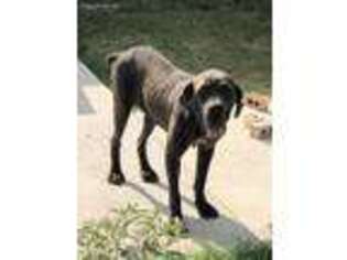 Neapolitan Mastiff Puppy for sale in Midland, TX, USA