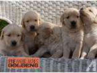 Golden Retriever Puppy for sale in HAGERSTOWN, MD, USA