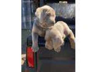 Labrador Retriever Puppy for sale in Lawrenceburg, KY, USA