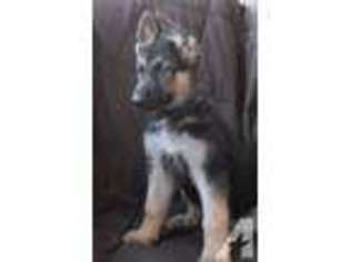 German Shepherd Dog Puppy for sale in FORESTVILLE, NY, USA