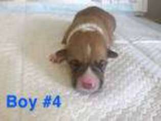 Pembroke Welsh Corgi Puppy for sale in Huntsville, AL, USA