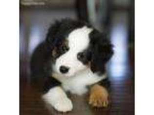 Miniature Australian Shepherd Puppy for sale in Mineral Wells, TX, USA