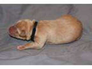 Labrador Retriever Puppy for sale in Seattle, WA, USA