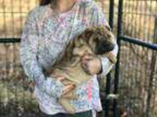 Mutt Puppy for sale in Livingston, KY, USA