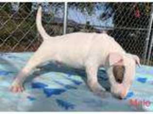 Bull Terrier Puppy for sale in Dothan, AL, USA