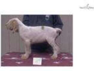 Spinone Italiano Puppy for sale in Orem, UT, USA