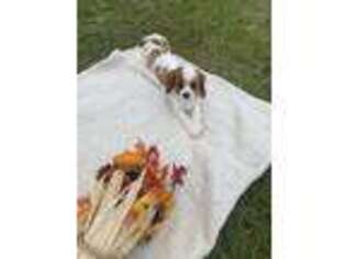 Cavalier King Charles Spaniel Puppy for sale in Franklinton, LA, USA