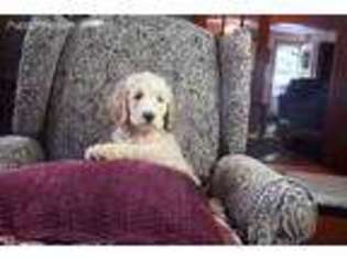 Goldendoodle Puppy for sale in Vanceburg, KY, USA