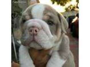 Bulldog Puppy for sale in Lead Hill, AR, USA