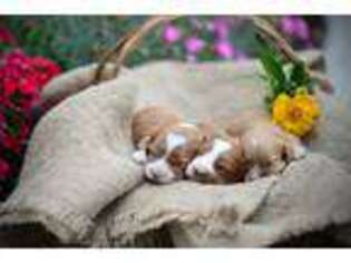 Cavapoo Puppy for sale in Bradyville, TN, USA