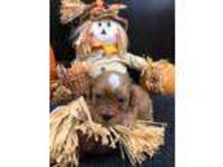 Cavapoo Puppy for sale in Taft, TN, USA