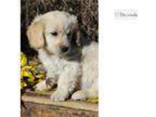 Labradoodle Puppy for sale in Pueblo, CO, USA