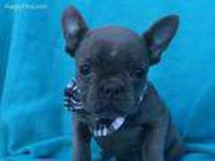 French Bulldog Puppy for sale in Kirkwood, PA, USA