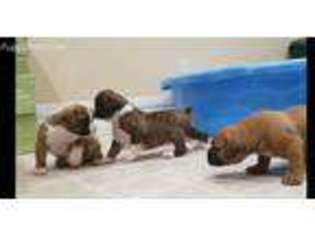 Boxer Puppy for sale in Clarkston, WA, USA
