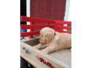 Golden Retriever Puppy for sale in Cato, NY, USA