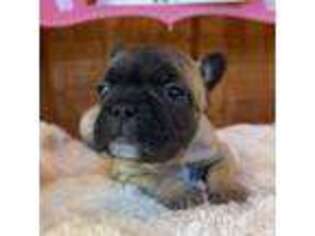 French Bulldog Puppy for sale in Kingsport, TN, USA