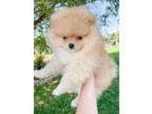 Pomeranian Puppy for sale in Denver, CO, USA