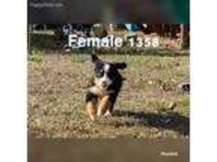 Bernese Mountain Dog Puppy for sale in Port Republic, MD, USA