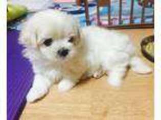 Maltese Puppy for sale in Findlay, OH, USA