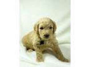 Goldendoodle Puppy for sale in Essex Junction, VT, USA