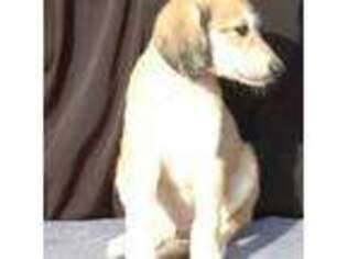 Saluki Puppy for sale in Unknown, , USA