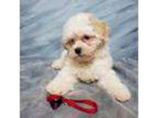 Mutt Puppy for sale in Schriever, LA, USA