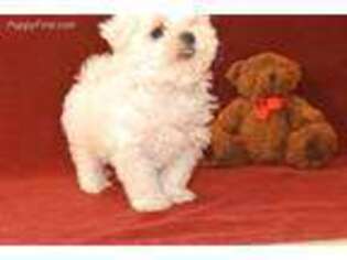 Maltese Puppy for sale in Lyons, NY, USA