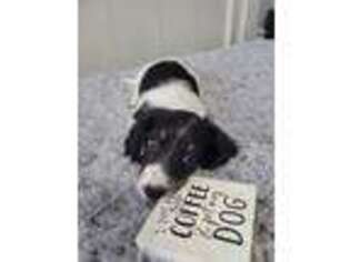 Dachshund Puppy for sale in Pryor, OK, USA