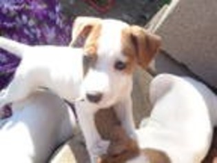 Jack Russell Terrier Puppy for sale in Wills Point, TX, USA