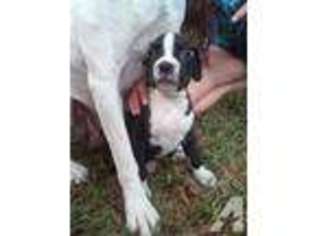 Boxer Puppy for sale in SAINT PETERSBURG, FL, USA