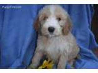 Goldendoodle Puppy for sale in Big Sandy, TX, USA